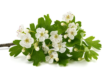 Hawthorn   flowers isolated on  white backgroundの写真素材