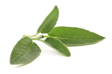 Sage  sprig isolated on whiteの写真素材