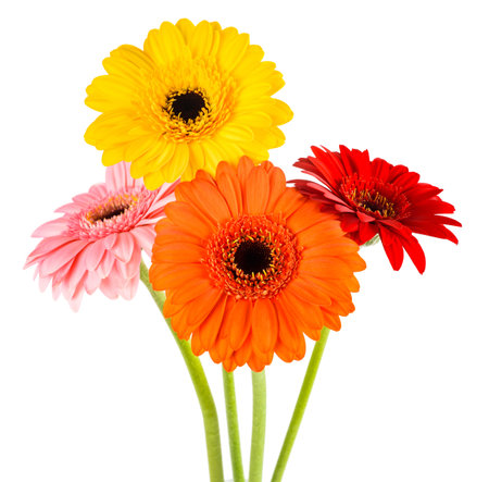 Gerbera flowers bunch isolated on white backgroundの写真素材