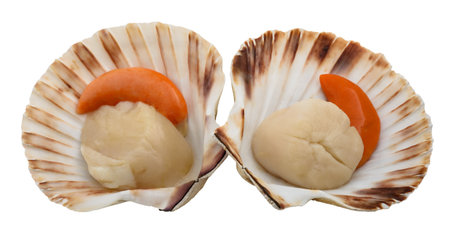 Fresh shell scallop isolated on white background