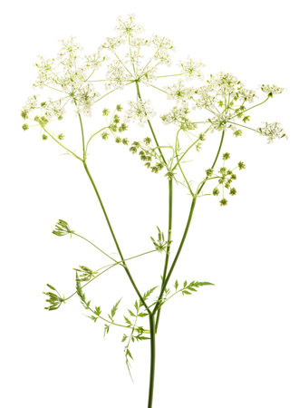 Wild Chervil isolated on whiteの写真素材