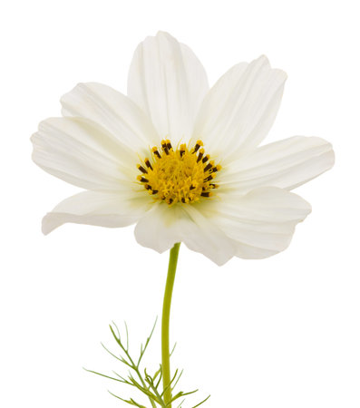 White cosmos flower isolated on white backgroundの写真素材