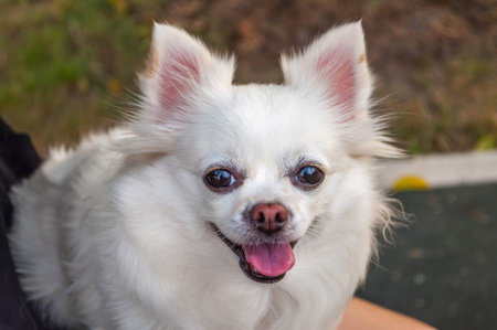 cute white chihuahua dog with tongue out. Smile-like face. Animal portrait.の写真素材