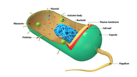 Bacteria structure 3d illustration, biologyの写真素材