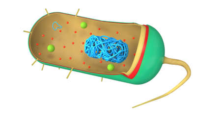 Bacteria structure 3d illustration, biologyの写真素材