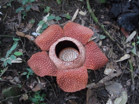 Rafflesia the largest flower in the world Sabah Malaysia..の素材