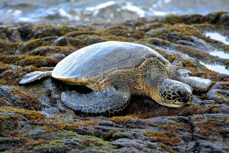 Sea turtle on rocks in Hawaiiの写真素材