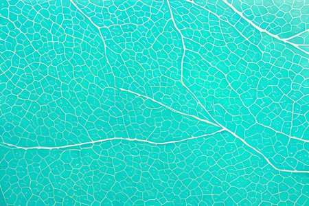 close up of a green leaf texture - abstract graphic design background.の素材