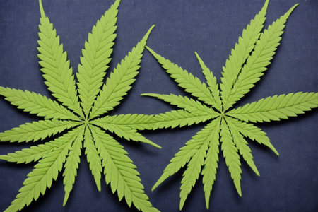 Cannabis leaf on a dark background. Green leaves of marijuana.の素材