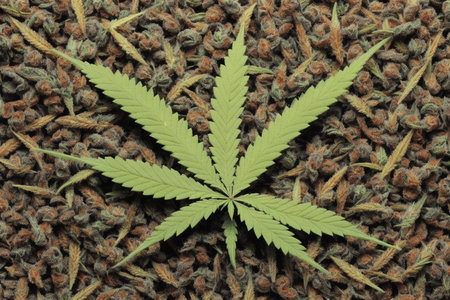 Cannabis leaf on a knitted background, closeup of photoの素材