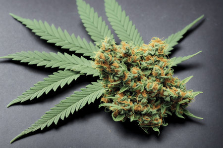 Cannabis buds on black background. Medicinal indica with CBD.の素材
