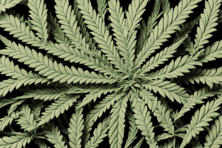 Cannabis leaf pattern. Green background of cannabis plant. Marijuana cultivation.の素材