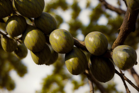 A Bunch Of Fruit Hanging From A Tree. Generative AIの素材