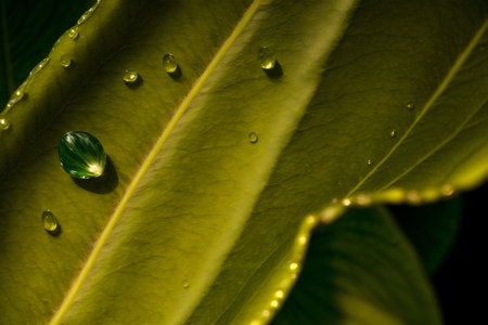 A Green Leaf With Drops Of Water On It. Generative AIの素材