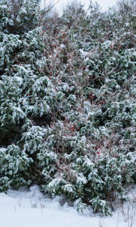 Christmas Flowers And Leaves In The Snow, At Dusk. Generative AIの素材