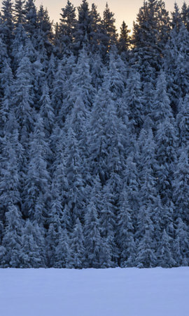 A Christmas Tree Glowing Under The Soft Moonlight, Casting Long Shadows On The Snowy Ground. Generative AIの素材