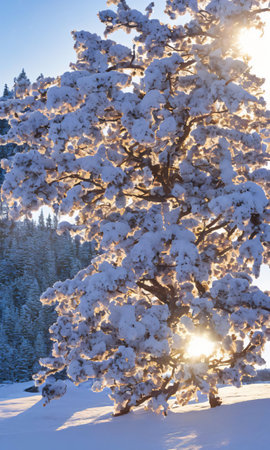 A Christmas Mimosa, Set Against A Backdrop Of A Snowy Landscape, Illuminated By The Morning Sun. Generative AIの素材