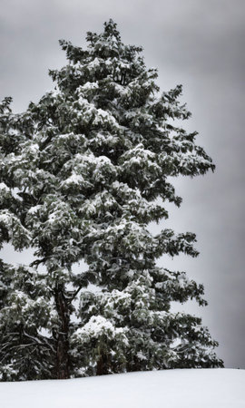A Decorated Tree On A Snowy Hill, Under A Stormy Sky. Generative AIの素材