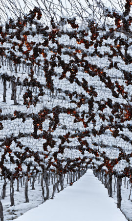 A Snowy Vineyard With Rows Of Grapevines Adorned With Lights. Generative AIの素材