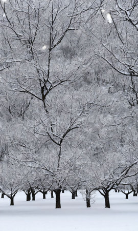A Snowy Orchard With Trees Adorned With Ornaments And Lights. Generative AIの素材