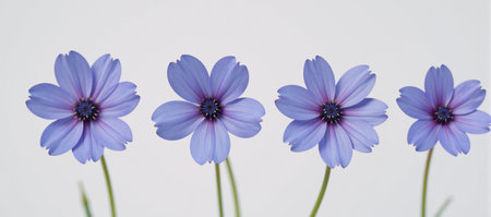 Digital art illustration depicting three blue cornflowers blooming against a white background during springtimeの素材
