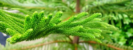 Green pine leafの写真素材