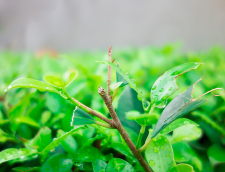 Green leaf of treeの写真素材