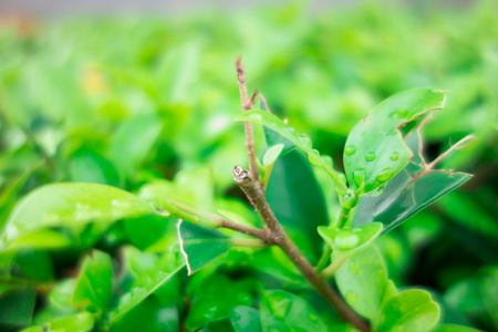 Green leaf of treeの写真素材
