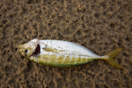 Fish dead on the beach from pollution