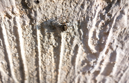 Small spider on the concrete walの写真素材