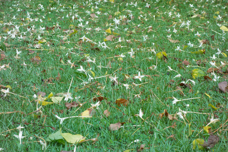 Green grass floor and flowersの写真素材