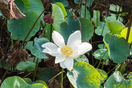 white lotus with small bee and green leafの写真素材