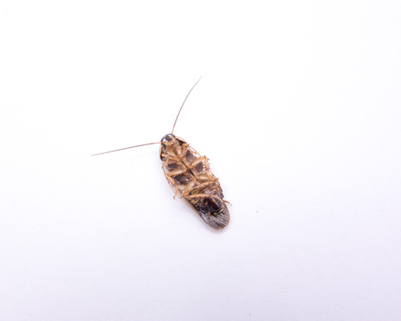 dead dirty cockroach isolatedの写真素材