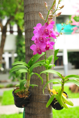 Beautitul Orchid flowersの写真素材