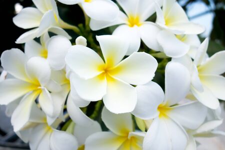 White Plumeria flower and green backgroundの写真素材
