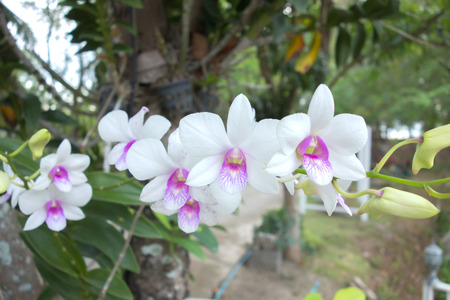 Orchid flower with green backgroundの写真素材