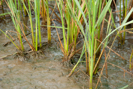 The rice farm and mud field in backgroundの写真素材