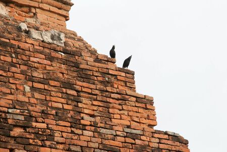The bird stand on the old public templeの写真素材