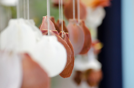 The seashells mobiles with colorful and the green backgroundの写真素材