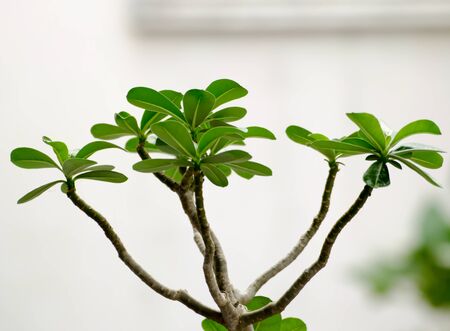 The leaves and branch of Impala Lilyの写真素材