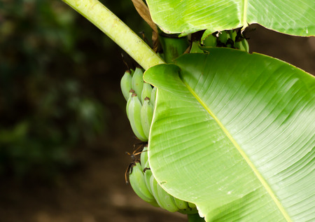The green banana leaves and branch with green backgroundの写真素材
