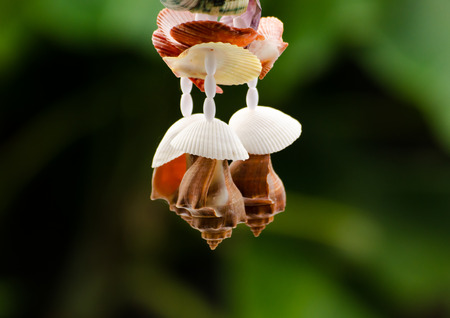 The seashells mobiles with colorful and the green backgroundの写真素材