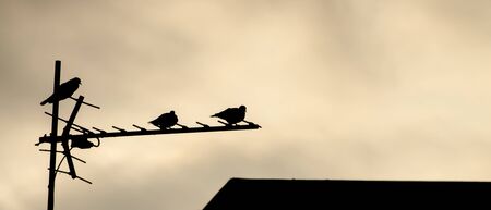 The birds standing on the antenna silhouetteの写真素材