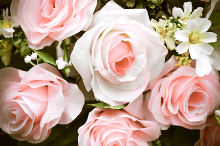 The pink rose close up and their leaf , vintage styleの写真素材