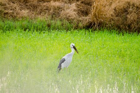 The egret is hunting in the rice paddy fieldの写真素材