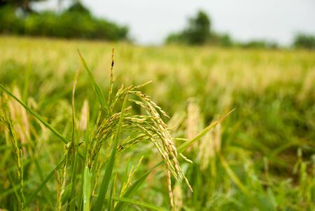 The paddy rice close up and green backgroundの写真素材