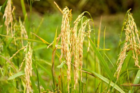 The paddy rice close up and green backgroundの写真素材