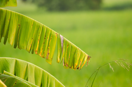 The green banana leaf and branch with green backgroundの写真素材