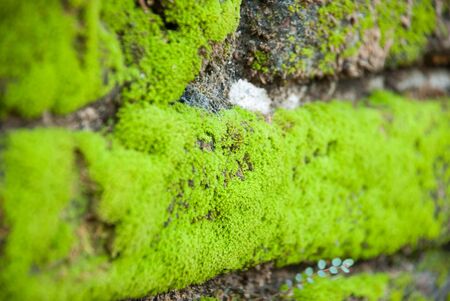 The moss plant on the brick wall , selected focusの写真素材