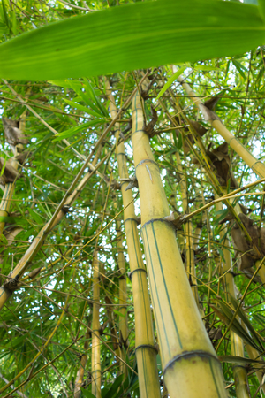 The body of bamboo plants and their leafsの写真素材